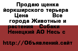 Продаю щенка йоркширского терьера  › Цена ­ 20 000 - Все города Животные и растения » Собаки   . Ненецкий АО,Несь с.